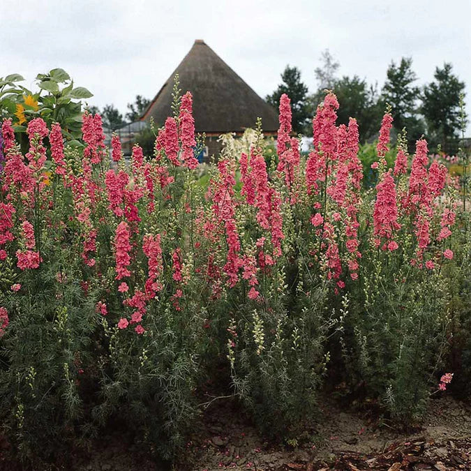 Larkspur Seeds - QIS Rose