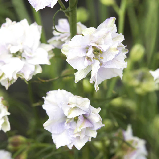 Larkspur Seeds - Fancy Smokey Eyes