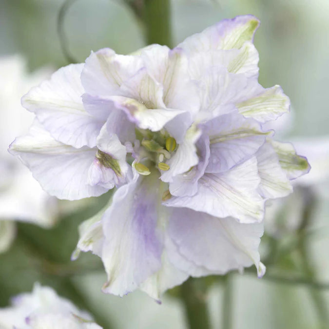 Larkspur Seeds - Fancy Smokey Eyes