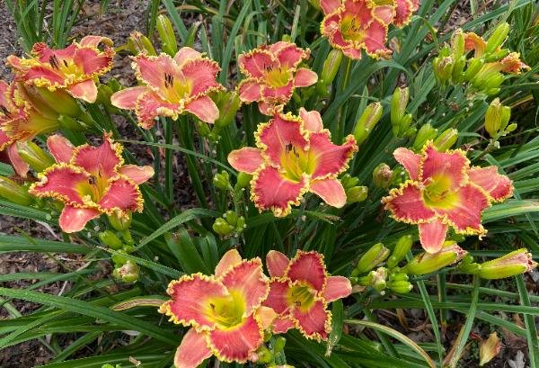 Hemerocallis Divas Choice