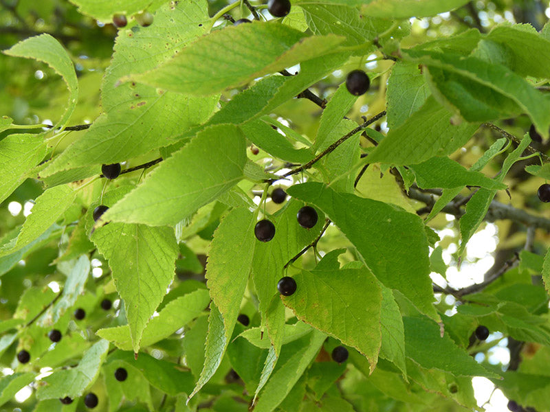 Hackberry (Celtis occidentalis)