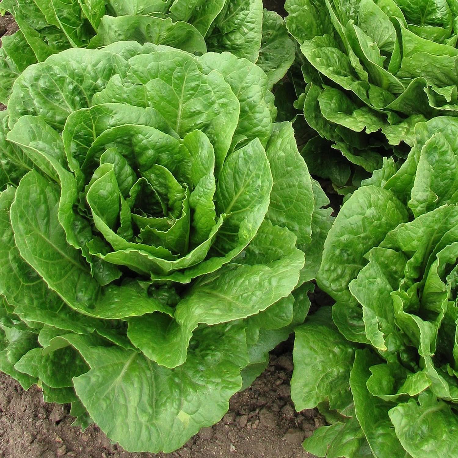 Lettuce Vegetable Seeds