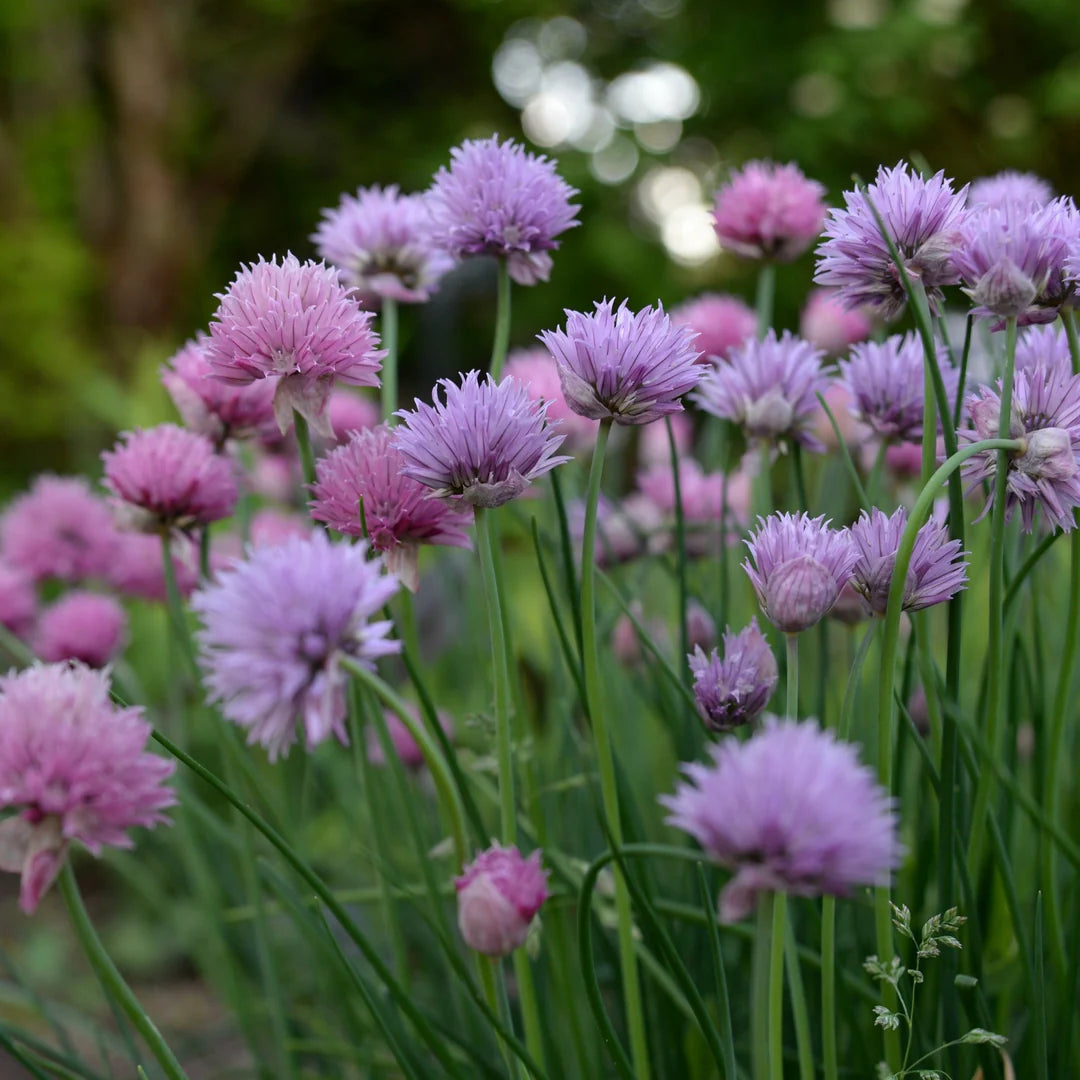 Chives Seeds