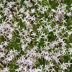 Laurentia Flower Seeds for Planting – NON GMO Seeds Dhara Seeds