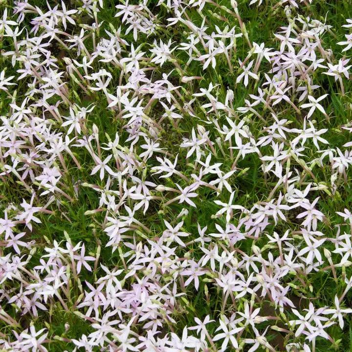 Laurentia Flower Seeds for Planting – NON GMO Seeds Dhara Seeds