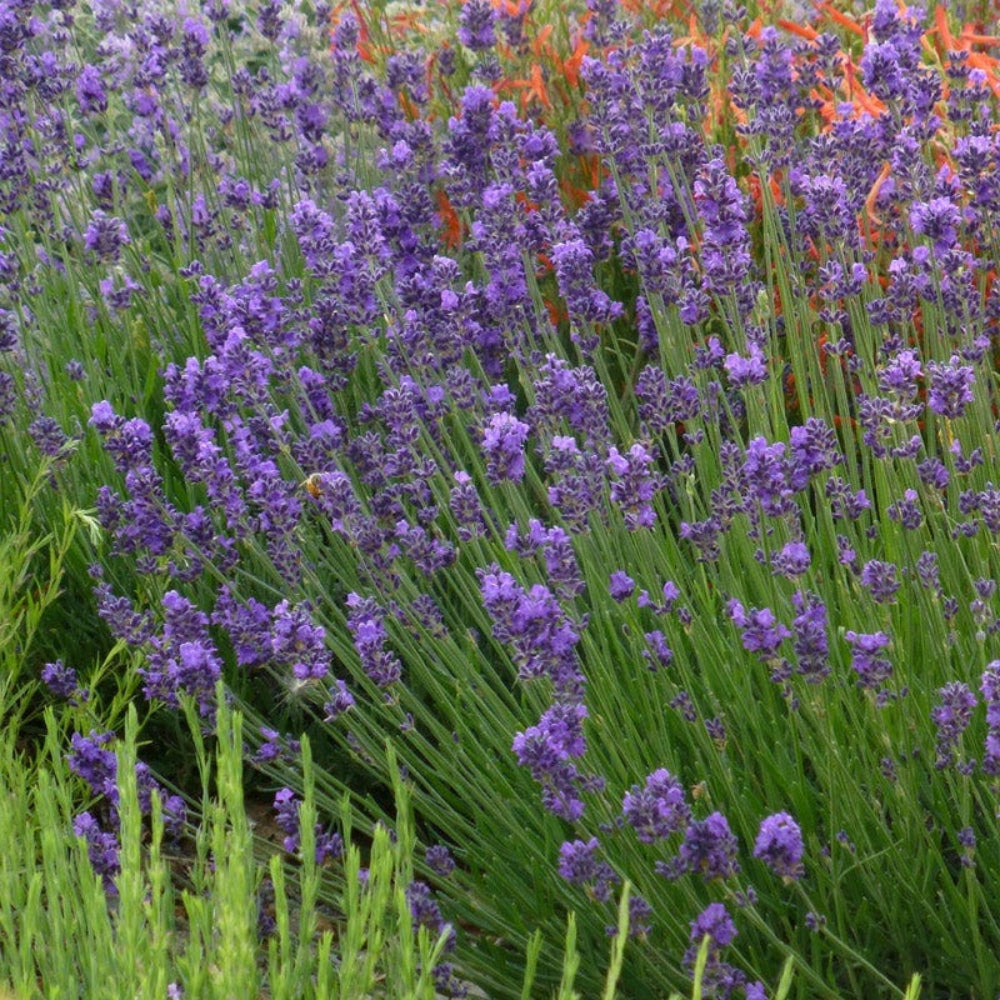 English Lavender Seeds Herb Gardening Seed – Heirloom, Non-GMO, High Germination Organic Garden Seeds
