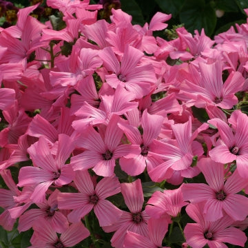 Lavatera Novella Rose Imported heirloom non-gmo organic garden seeds