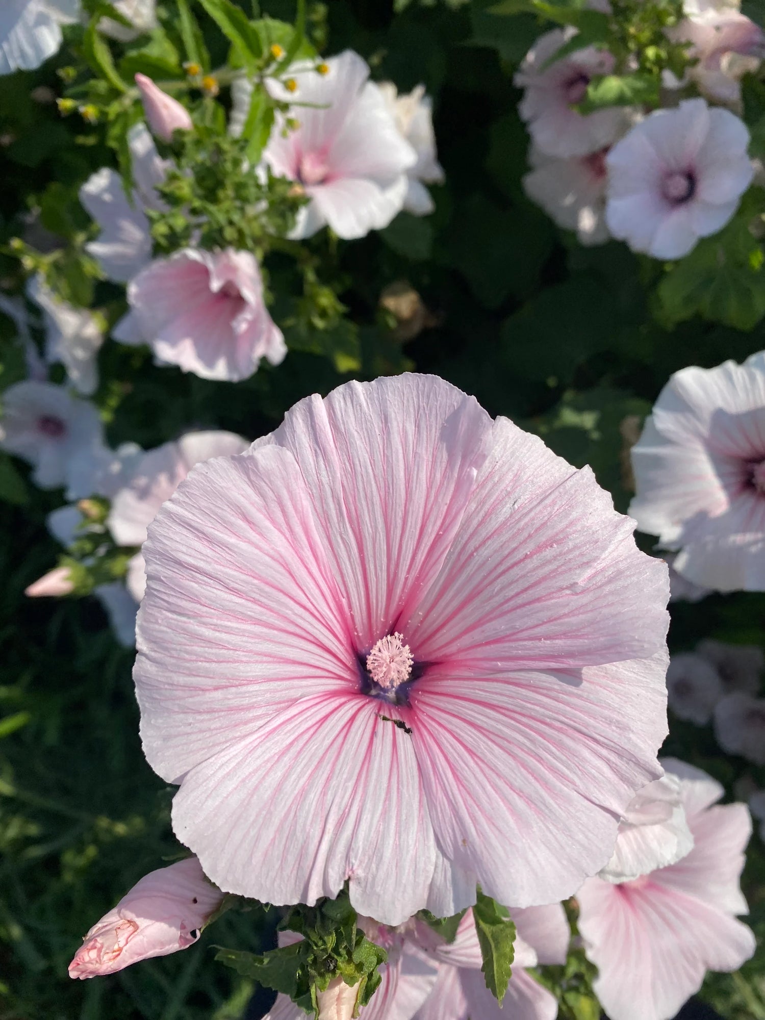 Rose Mallow Seeds - Pink Regis