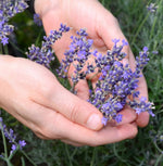 High Quality Lavender Angustifolia Seeds for Planting
