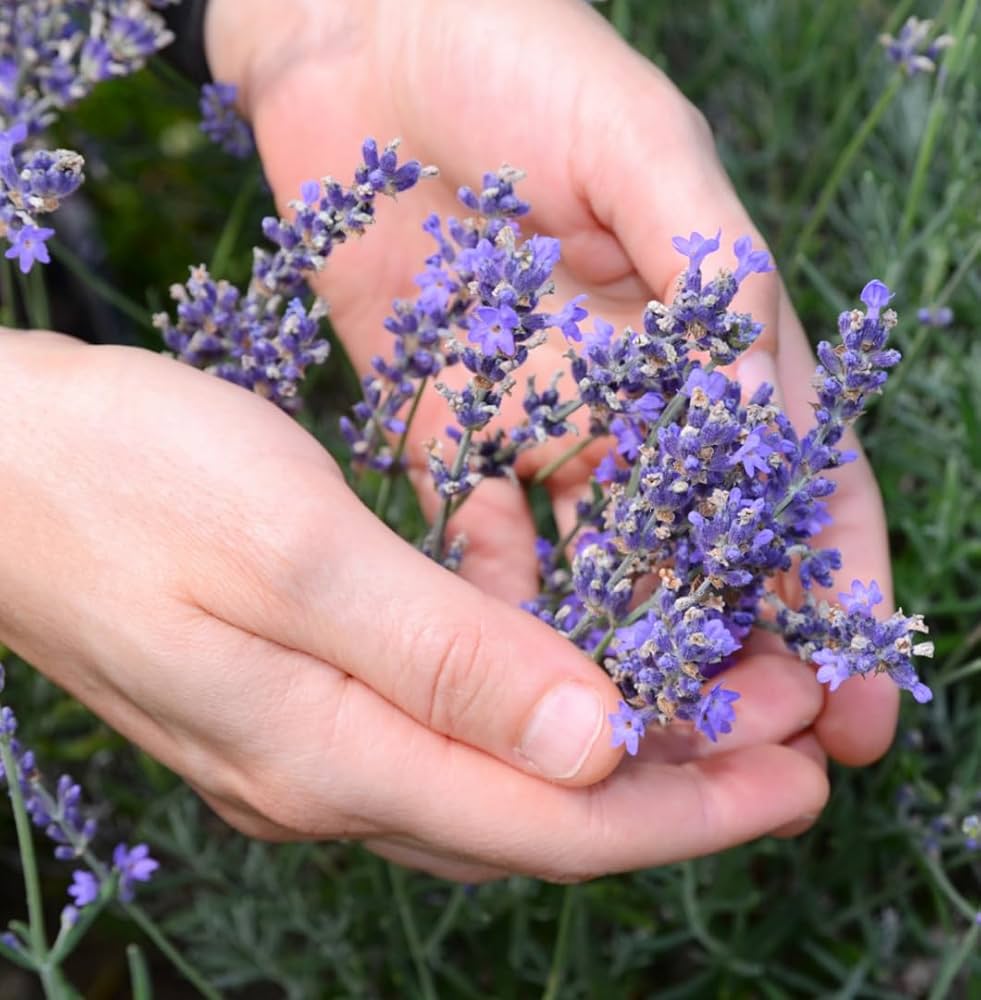 High Quality Lavender Angustifolia Seeds for Planting
