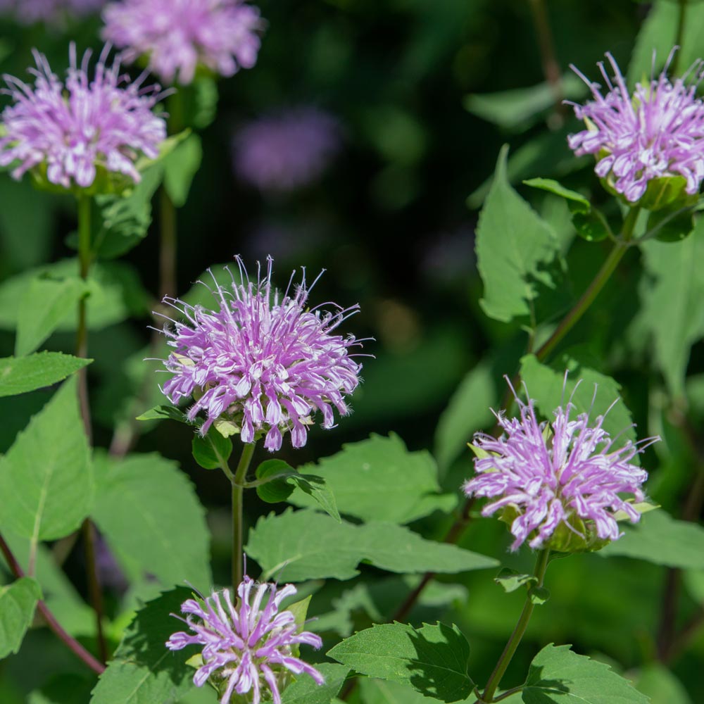 lavender bergamot plant Lavender Bergamot Seeds – Fragrant Herb Seeds – Heirloom, Non-GMO – Dharaseeds