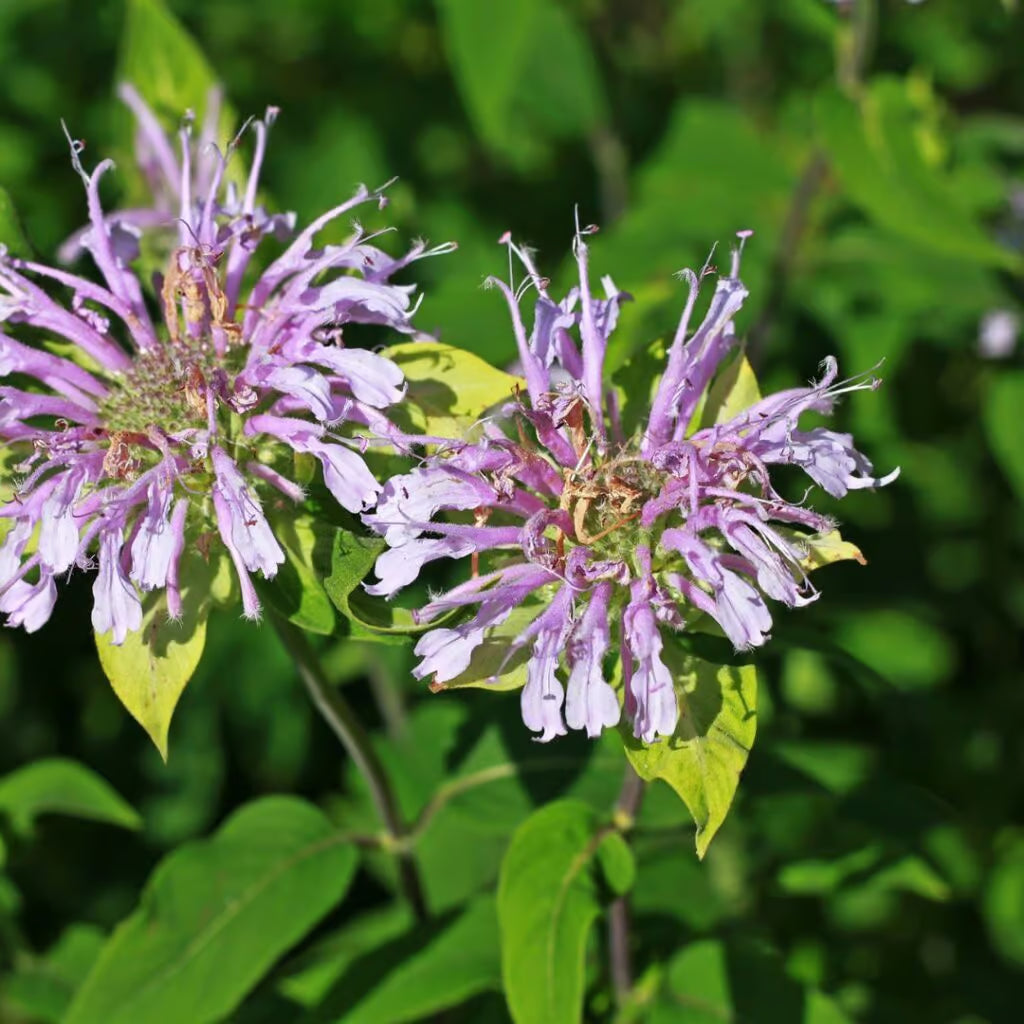 Lavender Bergamot seeds fragrant herb seeds for planting