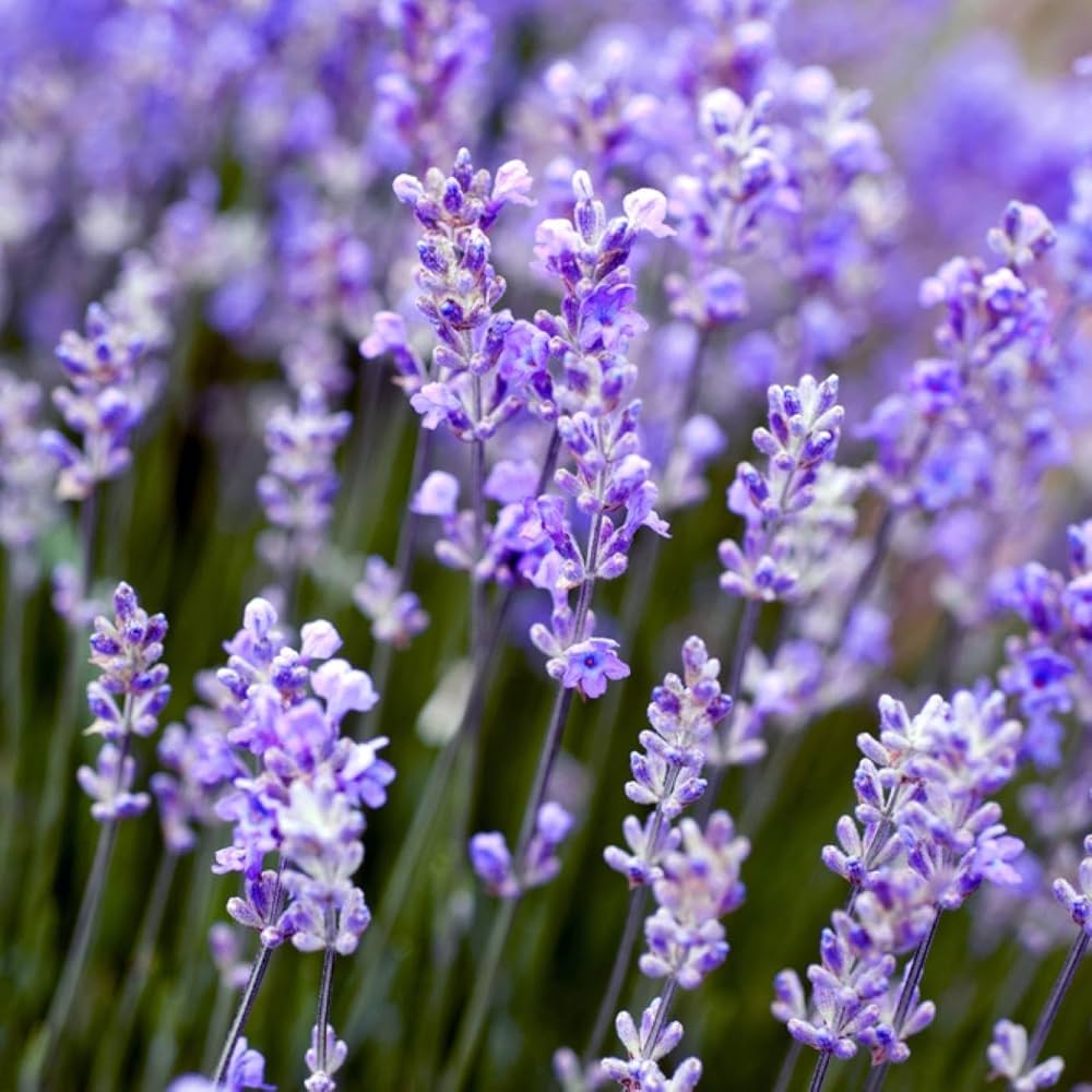 Organic Lavender Herb Seeds Pack for Gardening