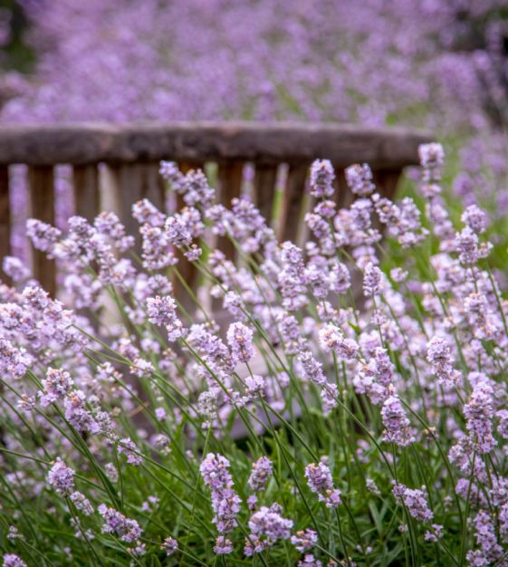 Pink Lavender Marjoram herb seeds – heirloom, non-GMO seeds for planting