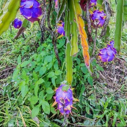 Lavender Pitaya plant care full sun watering guide