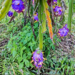 Lavender Pitaya plant care full sun watering guide