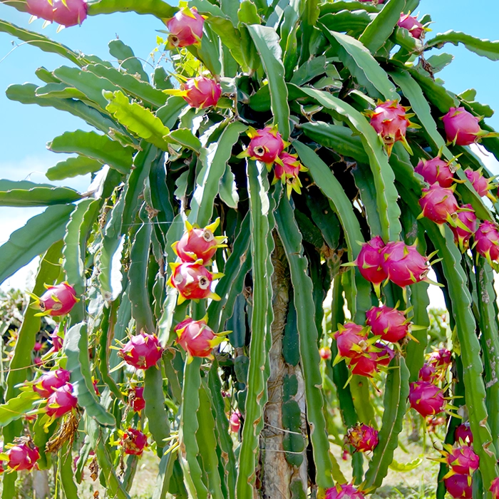 Lavender pitaya seeds exotic garden tropical plant seeds
