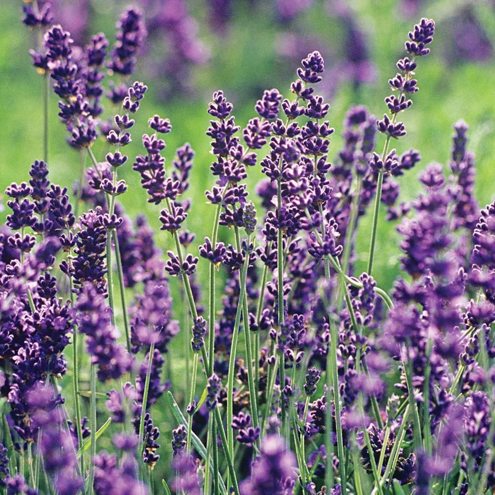 Lavender Seedlings Growing in Garden Soil