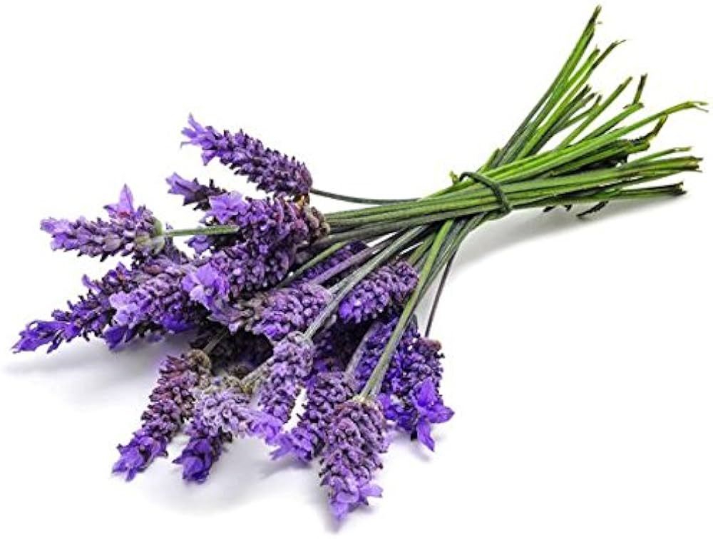 Lavender Seeds Lavandula Angustifolia Non-GMO Fragrant Herb