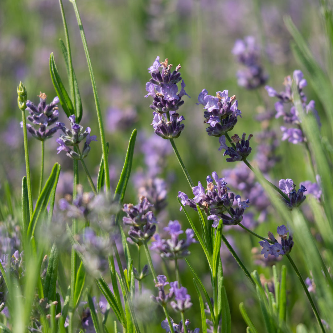 Herb English Lavender (Lavandula angustifolia) - Seeds for Aromatic and Culinary Use