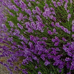 Lavanda Flower Seeds for Planting - NON GMO Seeds Dhara Seeds