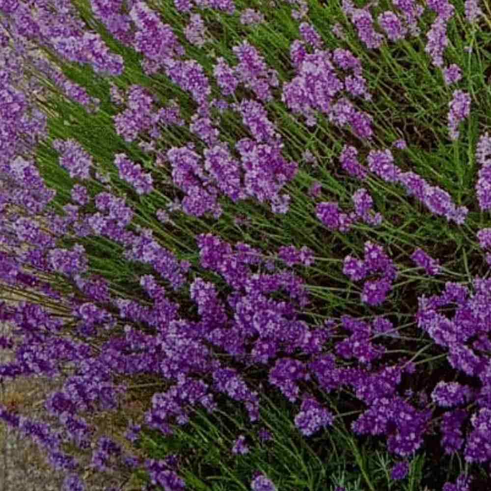 Lavanda Flower Seeds for Planting - NON GMO Seeds Dhara Seeds