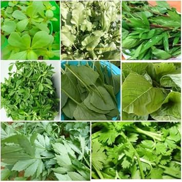 Leafy Vegetable Seeds for Planting, 100 Pcs pcs - Dharaseeds