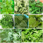 Leafy Vegetable Seeds for Planting, 100 Pcs pcs - Dharaseeds