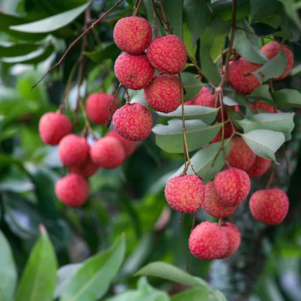 Leeche seedlings growing from Non GMO seeds