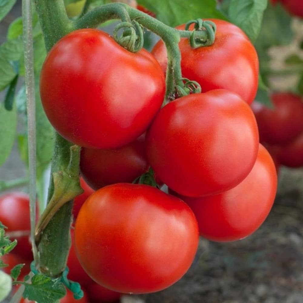 Legend Tomato Seeds – Early - Season Tomato with Rich Flavor & Blight Resistance - Dharaseeds