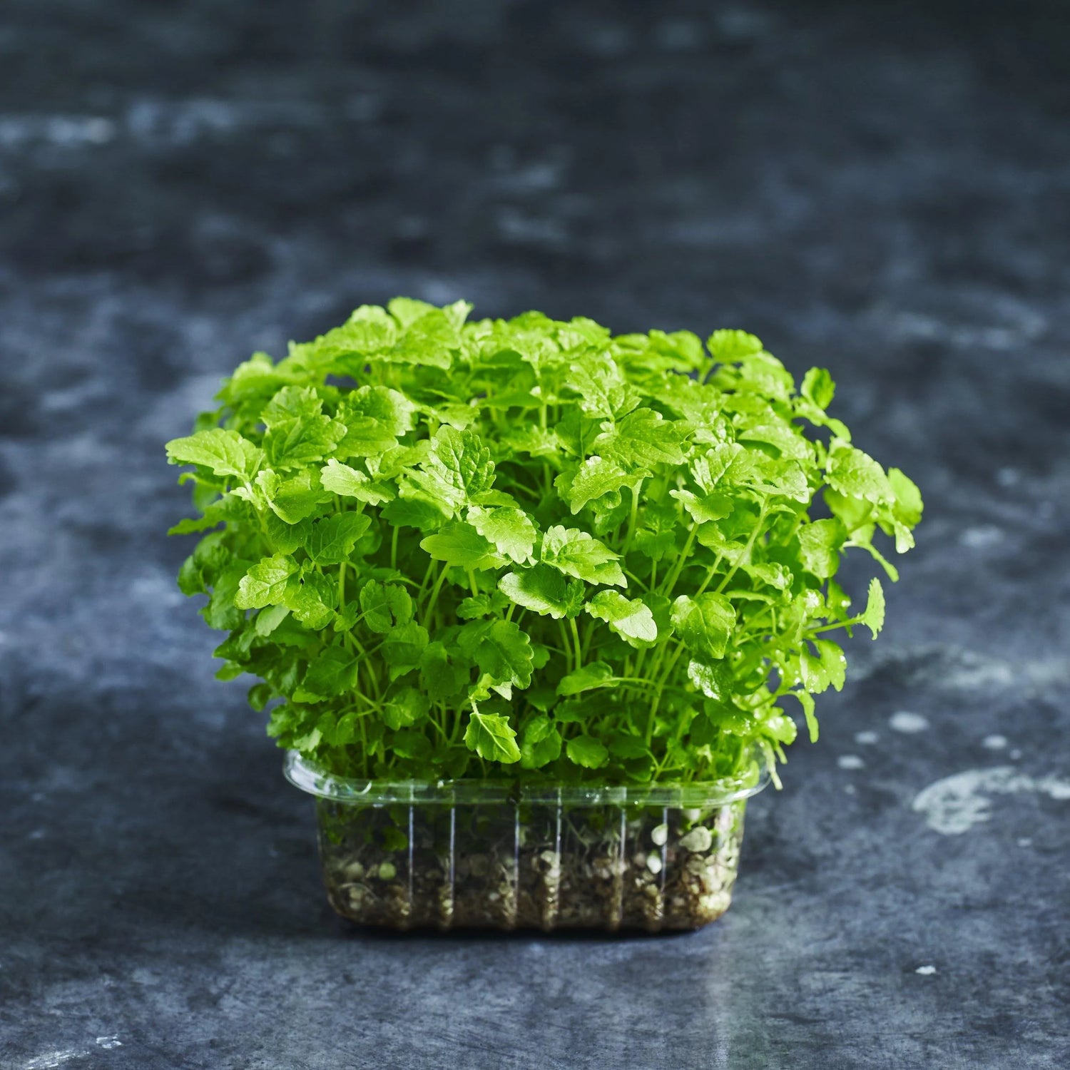 Lemon Balm -  Microgreen Seed