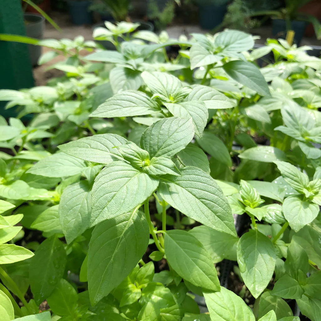 Lemon basil young plant seedlings growing