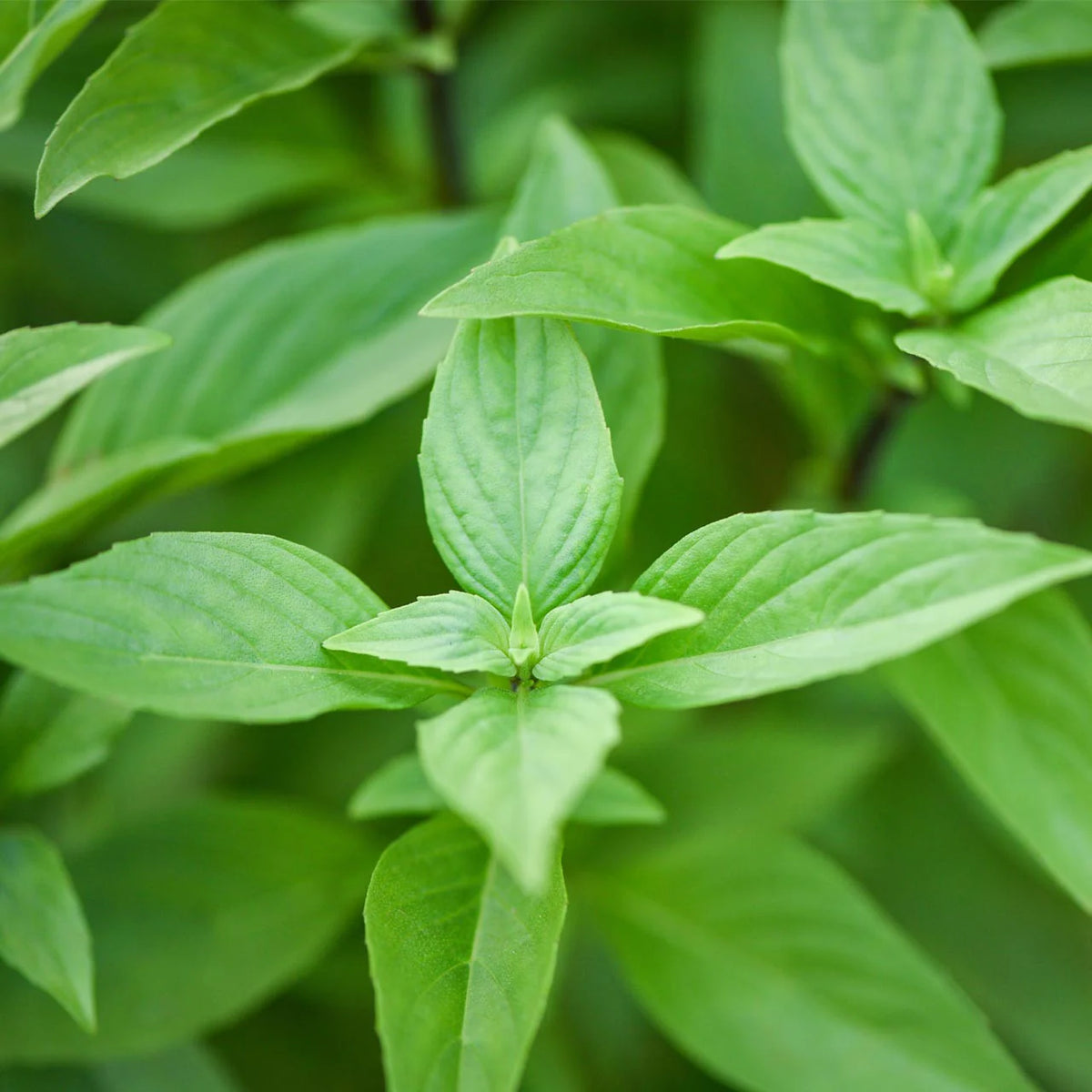 Lemon basil plant growing in container pot