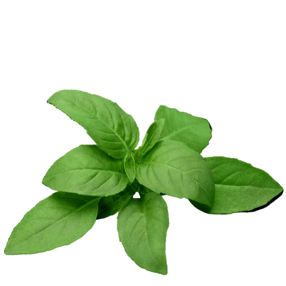 High quality lemon basil seeds for planting