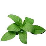 High quality lemon basil seeds for planting