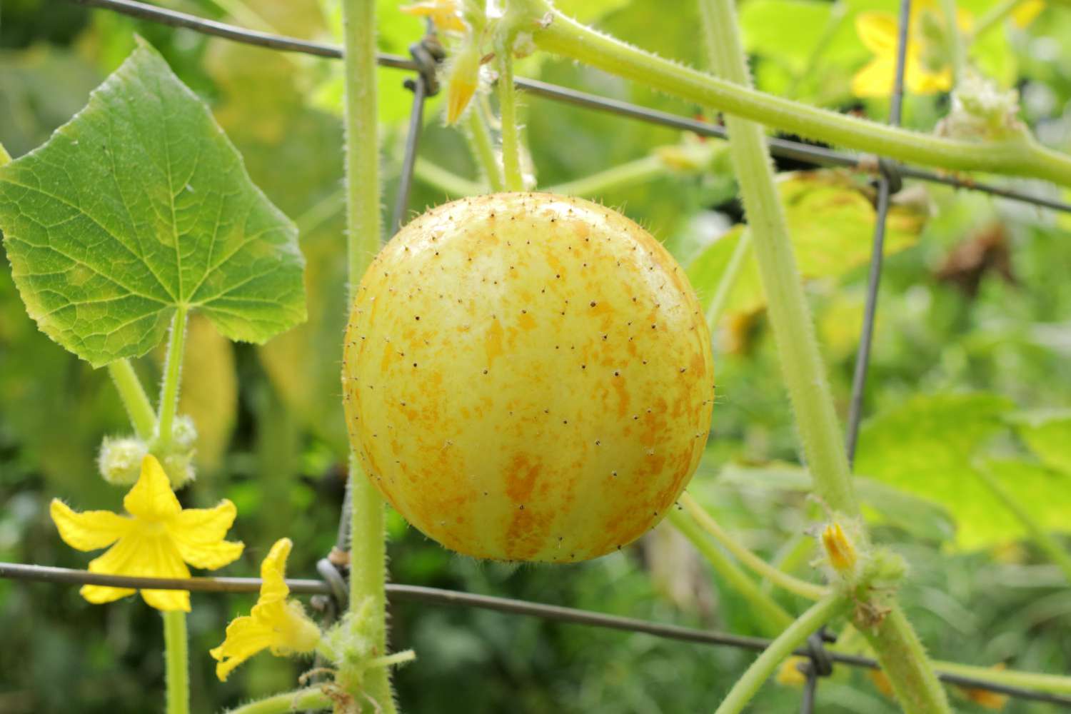 Lemon Cucumber Seeds – Cucumis Sativus Fruit Vegetable for Garden Planting
