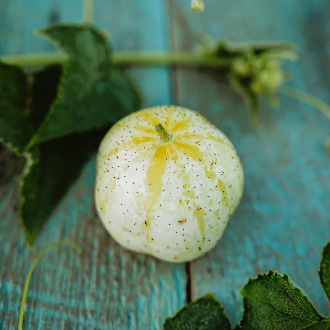 Lemon Cucumber seeds for planting heirloom round yellow cucumbers - Dharaseeds