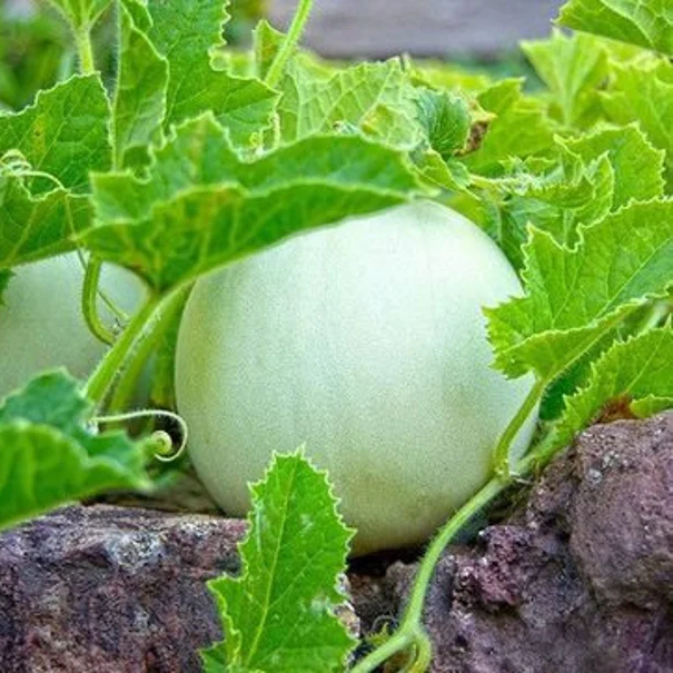 Non GMO Lemon Drop Melon Seeds Easy Growing Melon Variety
