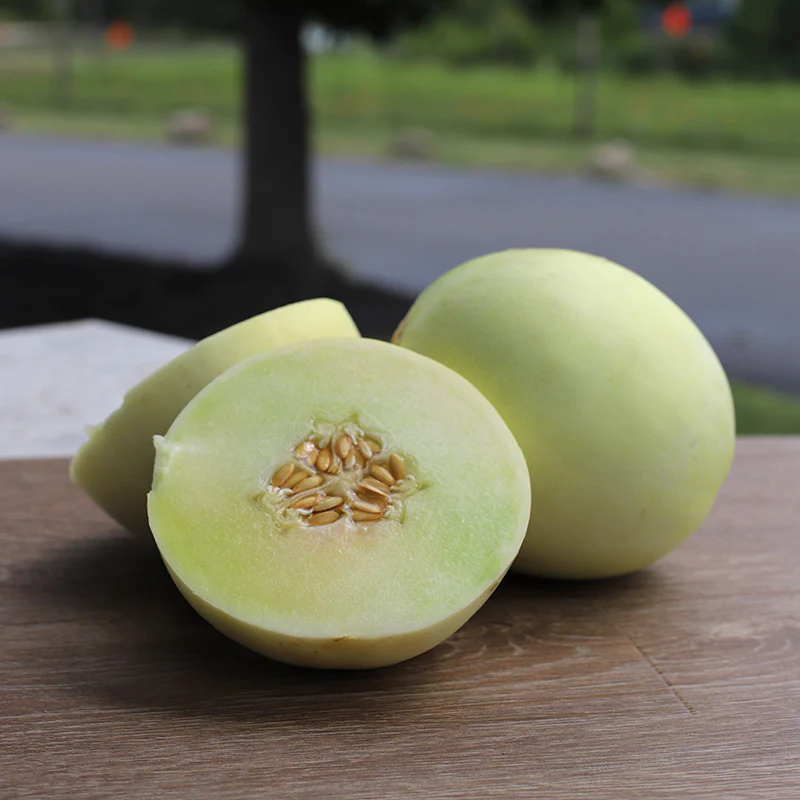 Lemon Drop Melon Seeds for Home Garden Warm Season Melon Seeds