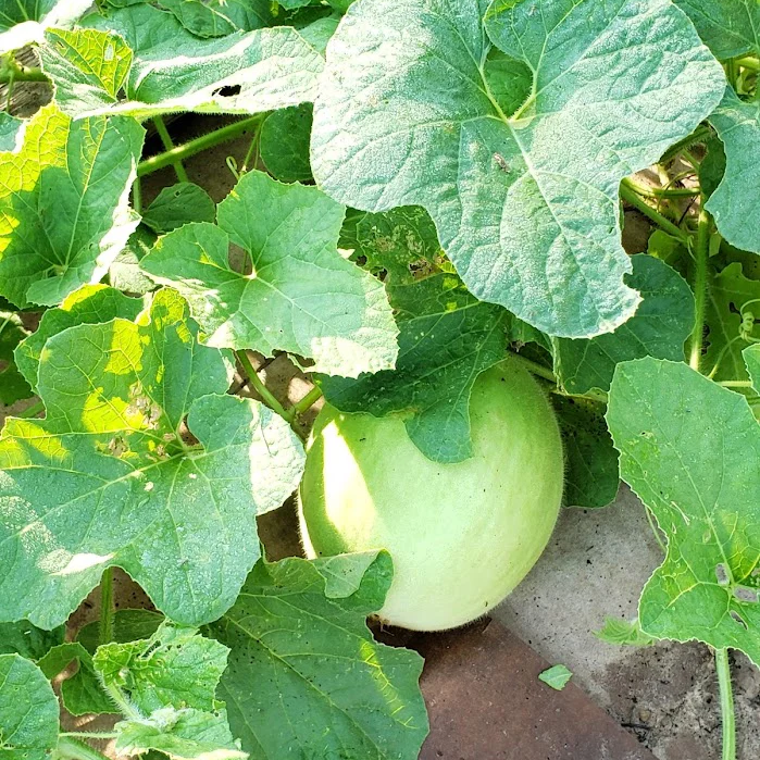 Lemon Drop Melon Seeds for Planting Non GMO Heirloom Melon Seeds