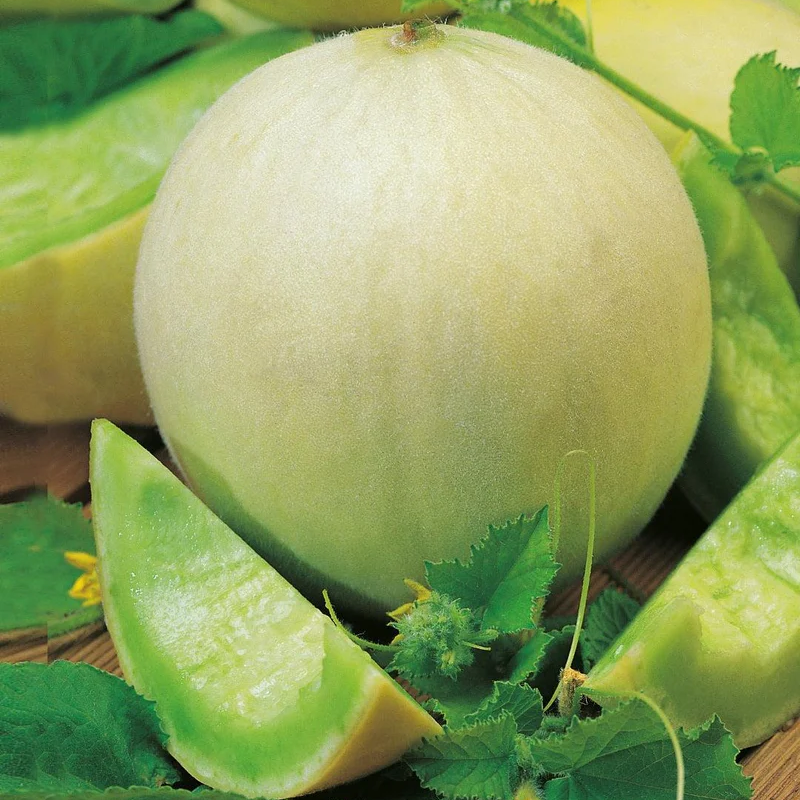 Heirloom Lemon Drop Melon Seeds High Germination Melon Seeds