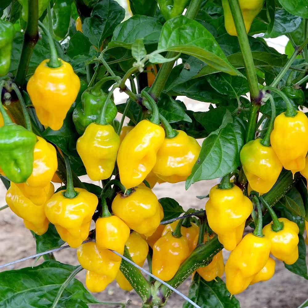 Lemon habanero pepper Capsicum chinense seeds for planting in vegetable garden or warm balcony containers - Dharaseeds