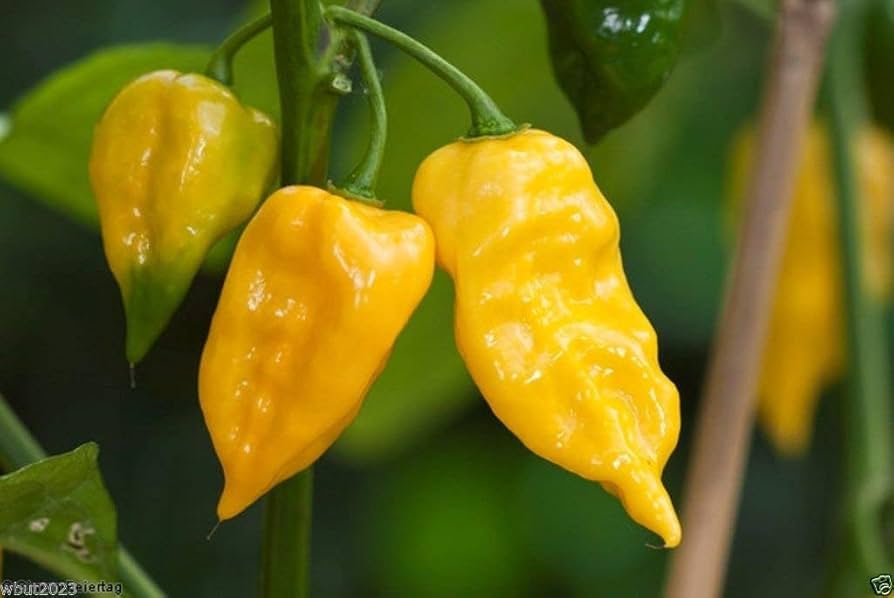 Lemon habanero pepper Capsicum chinense seeds for planting in vegetable garden or warm balcony containers - Dharaseeds
