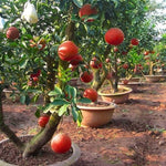 Lemon plant grown in patio pot from citrus seeds
