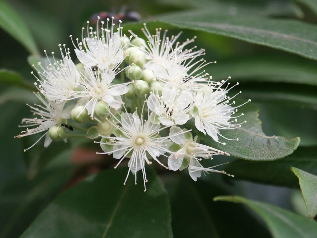 Heirloom citriodora seeds growing into lemon-scented gum trees