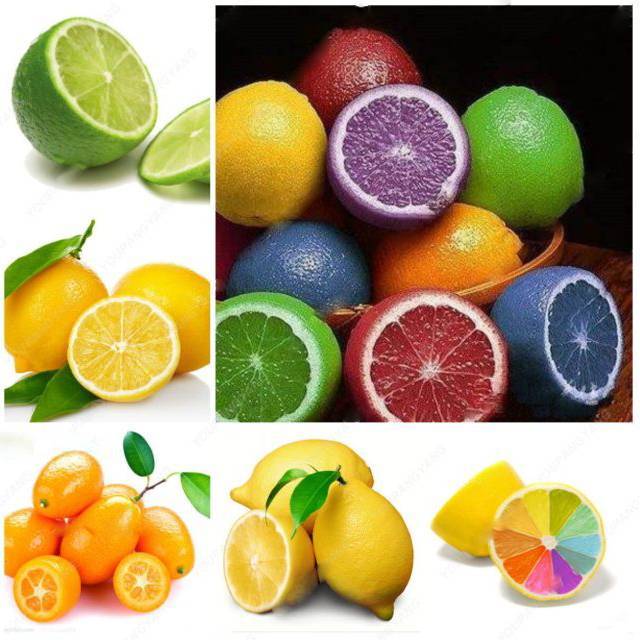 Lemon Citrus limon Rainbow seeds for planting in kitchen garden
