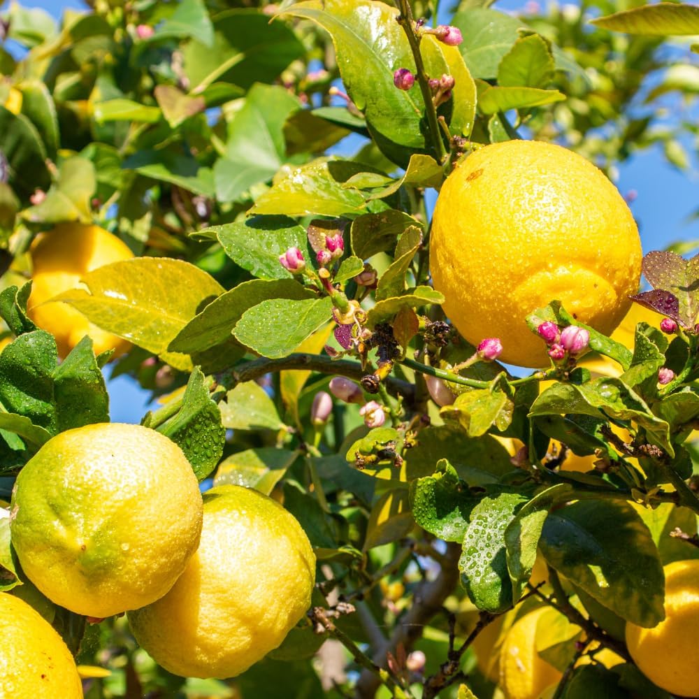 Lemon Seeds for Planting Organic Citrus limon Non GMO