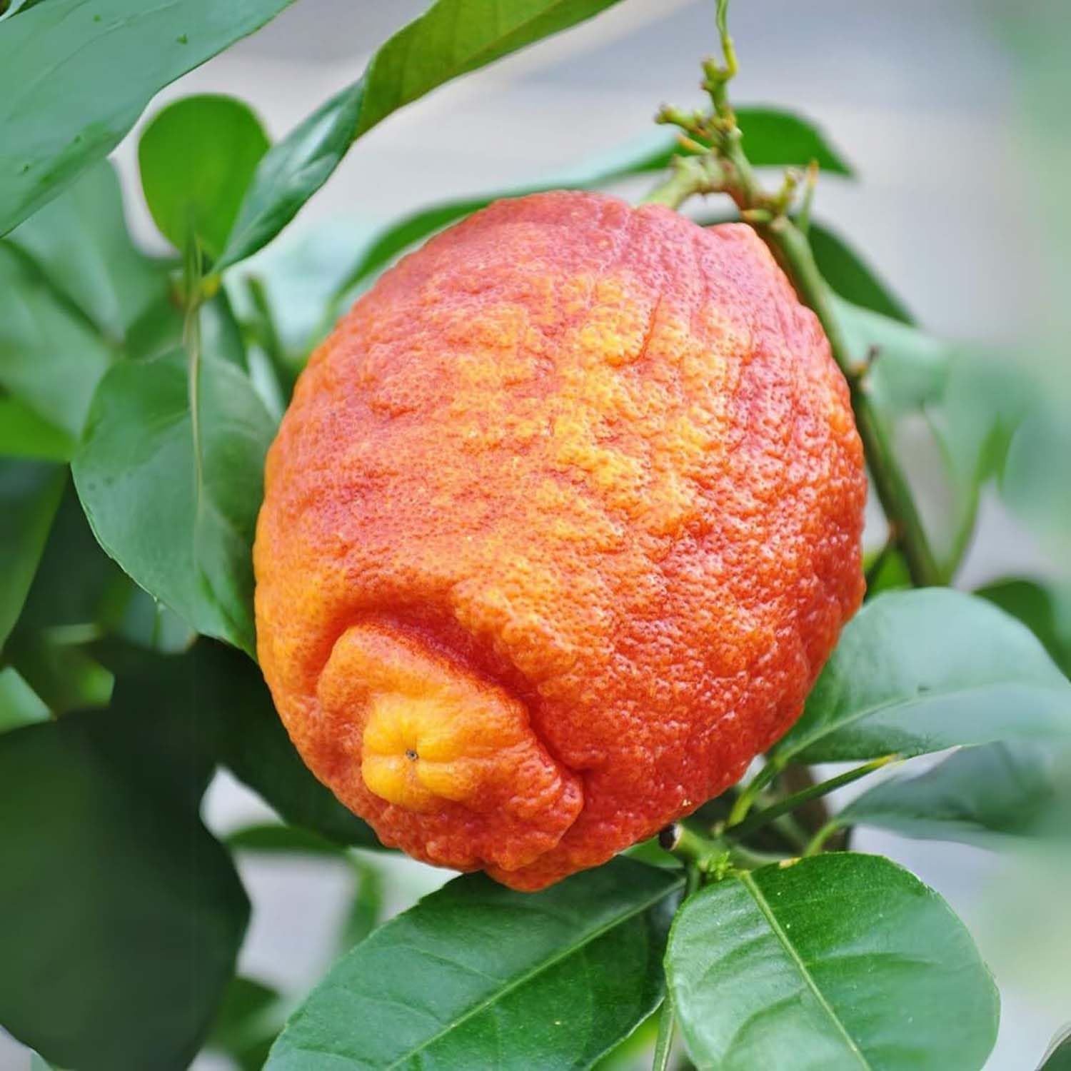 Lemon seeds light red fast-growing variety for planting