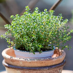 Lemon Thyme Aromatic Herb Seeds for Garden Borders
