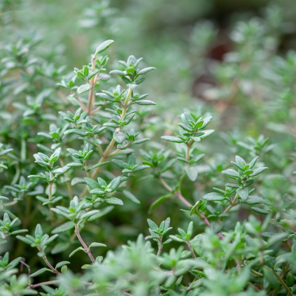 Lemon & Thyme Culinary Herb Seeds for Cooking and Gardening